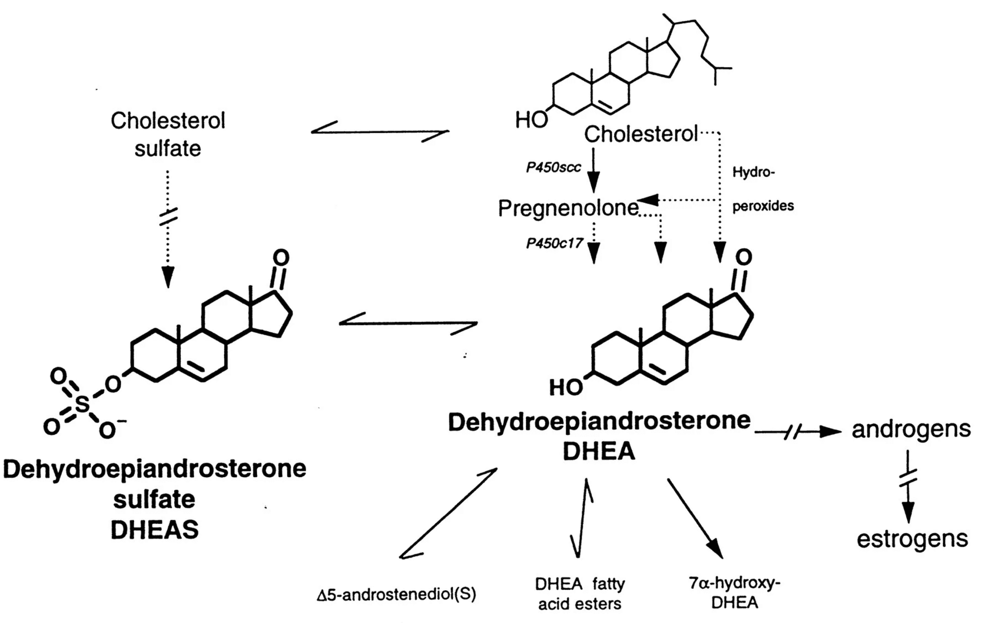 DHEA - das Multitalent